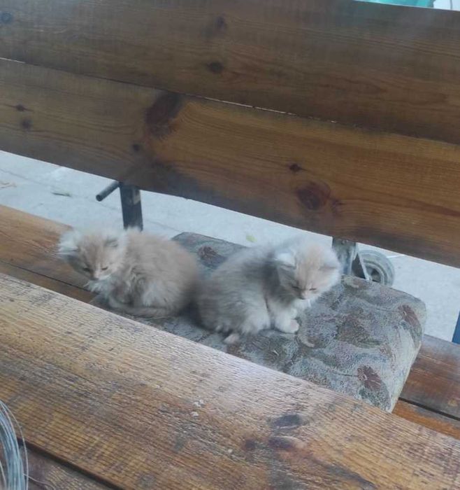 Отдам котят в добрые руки