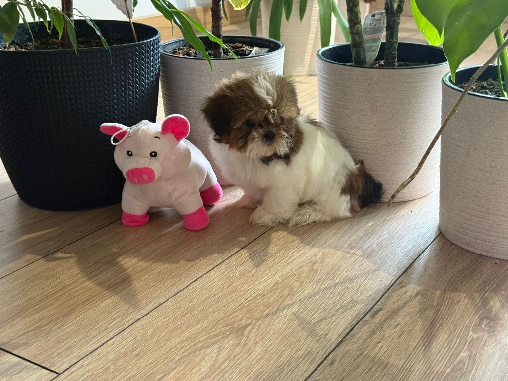 Shih tzu suczka tri color