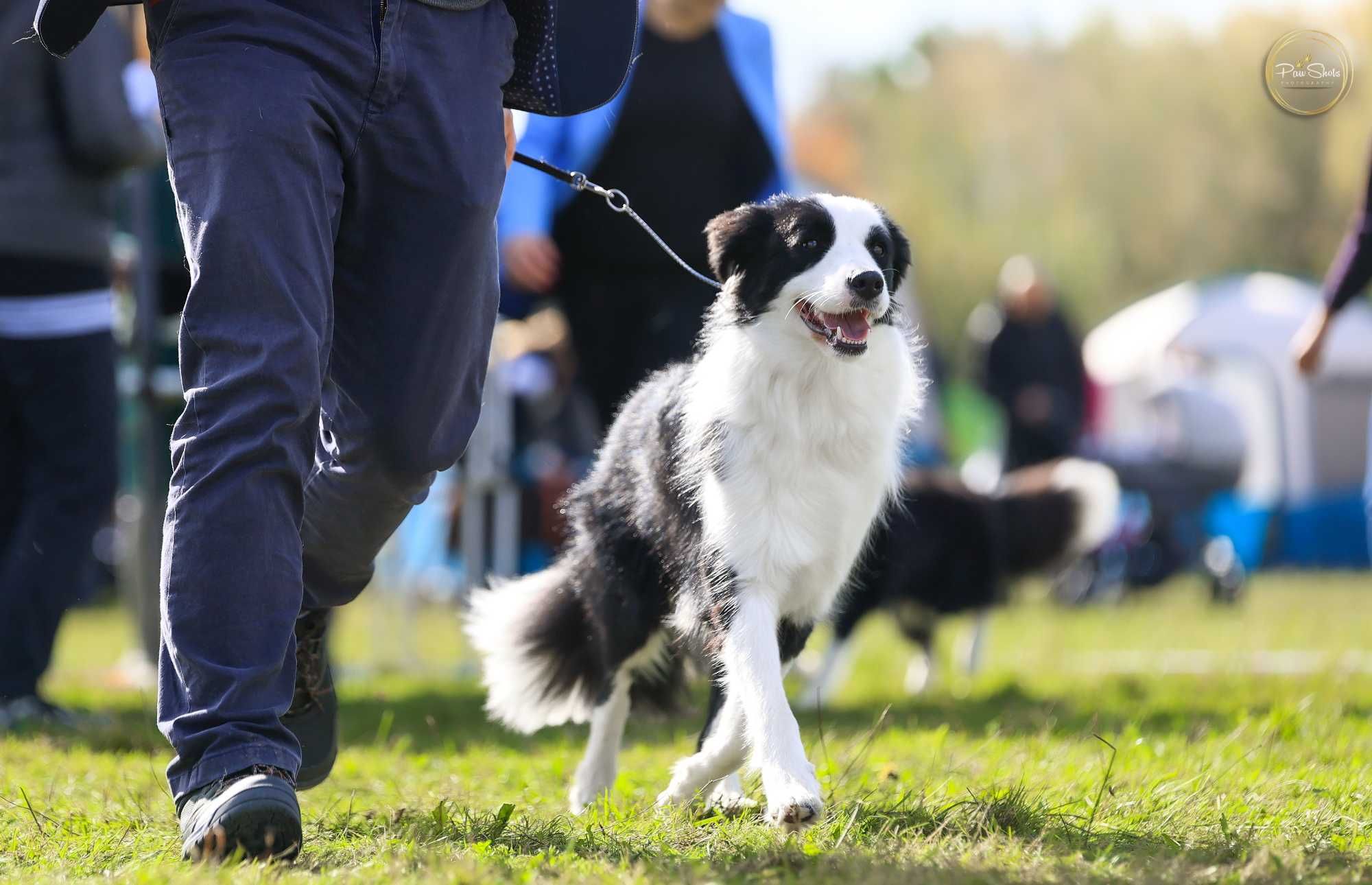 Border Collie ZKwP/FCI - zapowiedź miotu