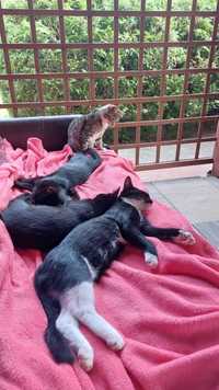 Czwórka uroczych kociaków szuka domu