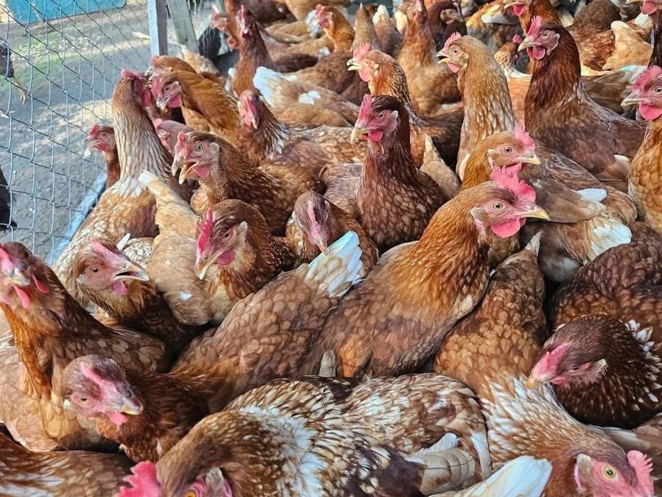 Galinhas poedeiras e ovos caseiros
