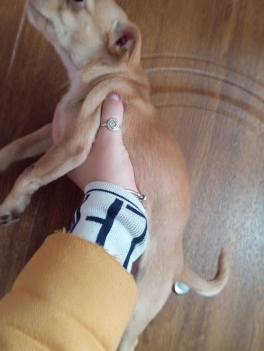 Стандарт чіхухахуа