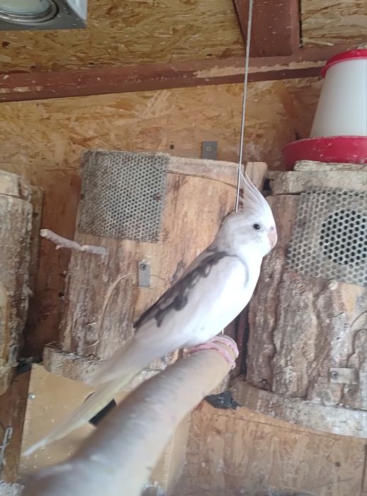 Papugi - papuga nimfa - dorosłych samiec.