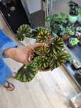 - Begonia Tiger .