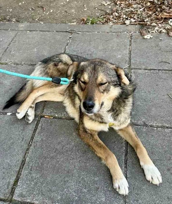 RINO poczciwy, łagodny pies. Uratowany w Bułgarii