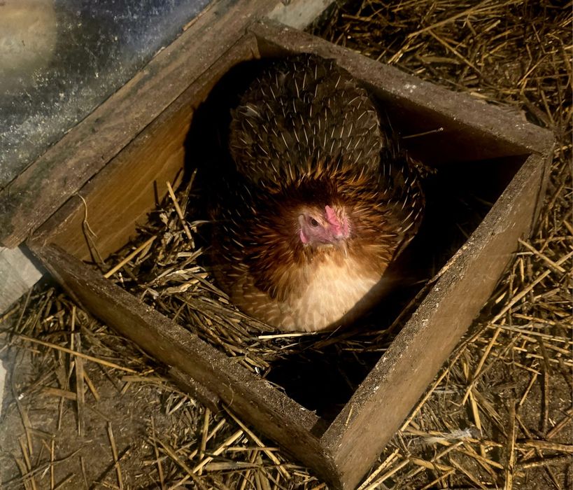 Kura kury aracuany naturalne ekologiczne araucany pisklaki araucany