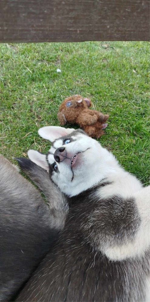 Husky siberian piesek różnooki