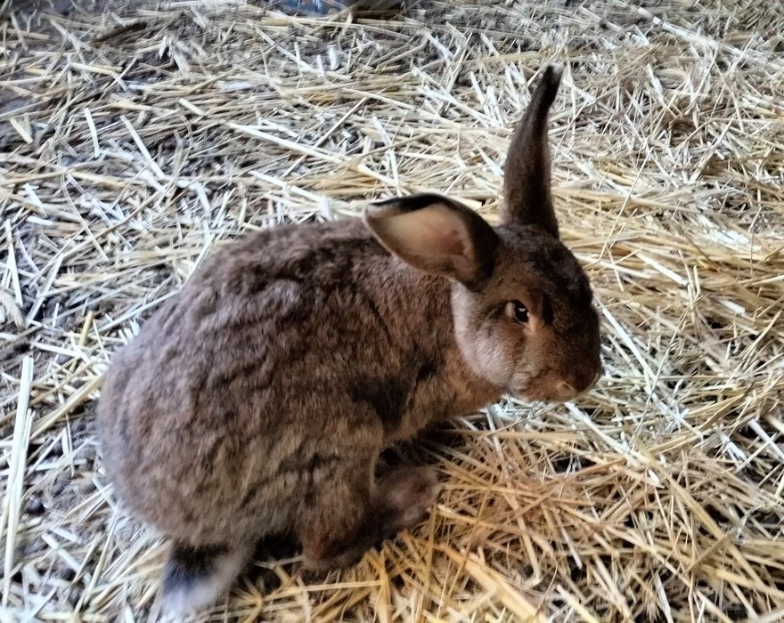 Królik belgijski olbrzym sprzedam samiec samica dorosłe