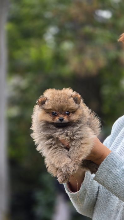 Pomeranian cudowna suczka