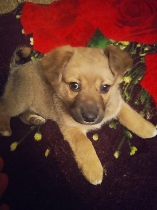 Цуцик в добрі руки