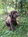 Labrador retriever
