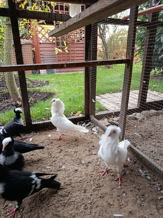 Gołębie ozdobne - kapucyny