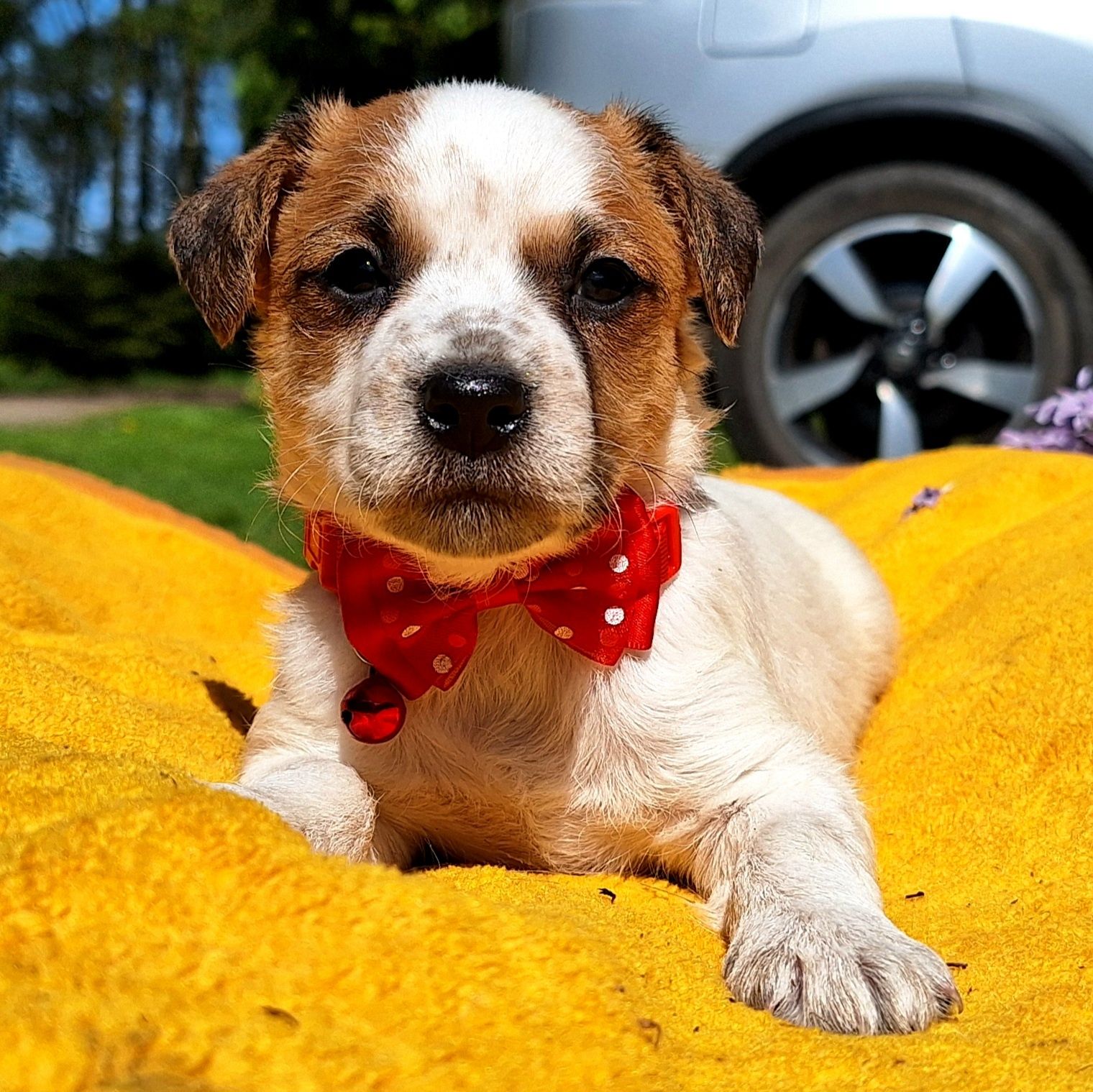 Suczka Parson Russell Terrier terier szczeniaki ZKwP FCI