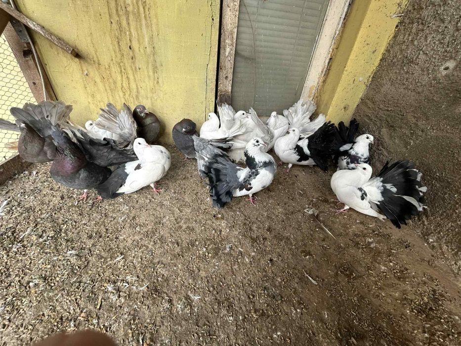 Gołębie Pawiki cena 20 zł za sztuke