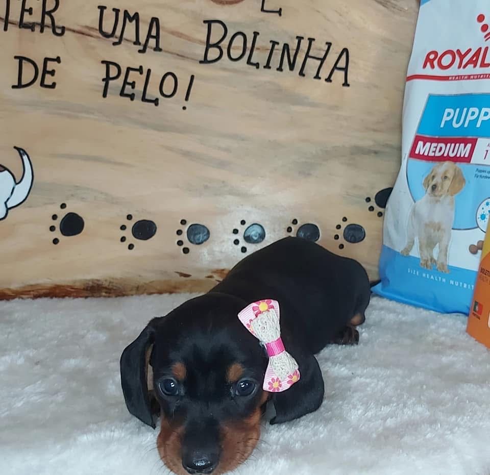 Excelente menina teckel kanichen