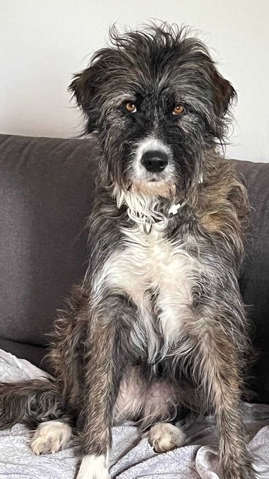 Lindos cachorrinhos mestiços (Serra da Estrela) Raça Rrande