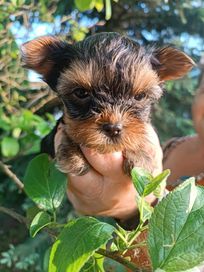 Yorkshire Terrier (Piesek)