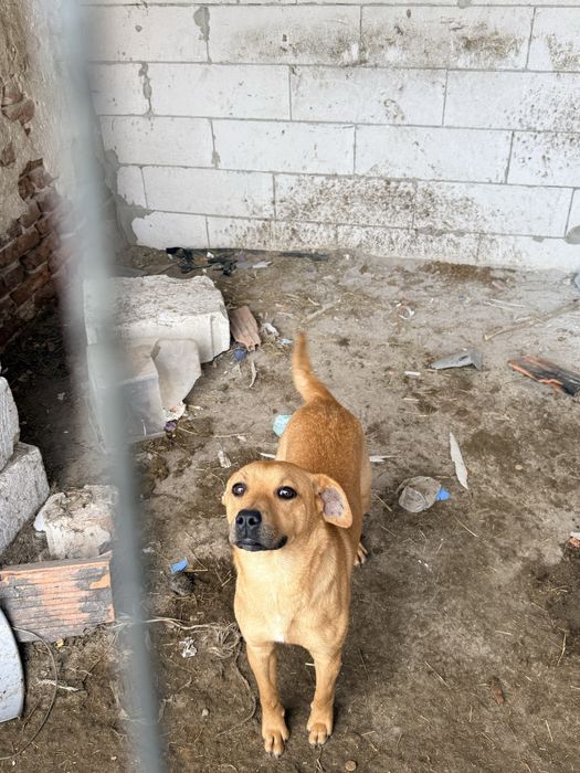 Oddam pieska za darmo