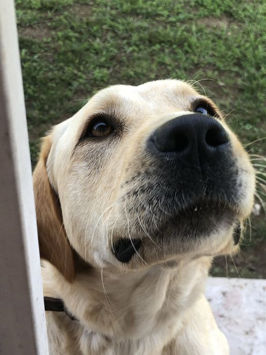 Para adoção Labrador zona de Vale de Cambra