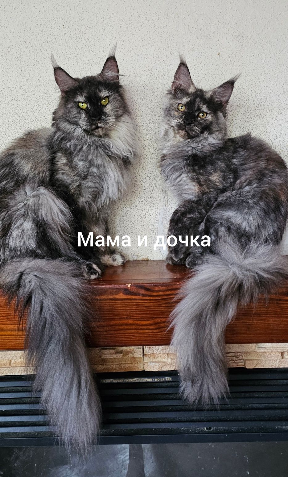 Венера девочка мейн кун