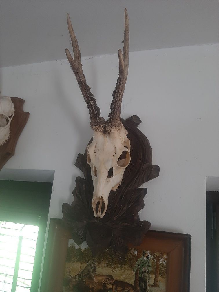 Parostki Kozłów na desce
