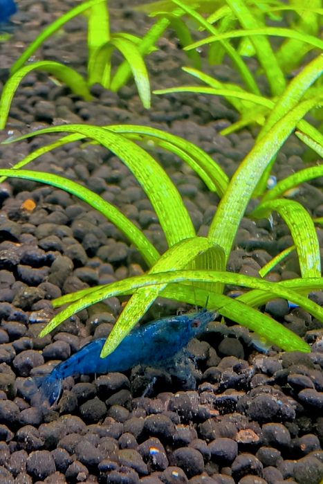 Neocaridinas blue dream