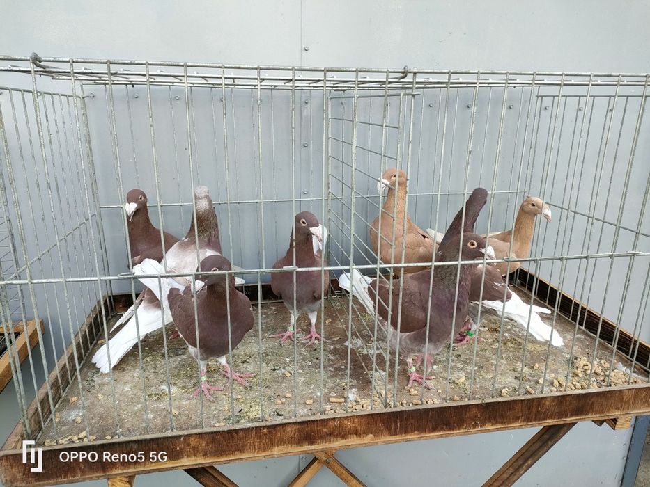 Gołębie ptaki rzeszowskie wystawowe czerwone i płowe