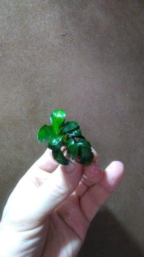 anubias nana PETIT RARYTAS
