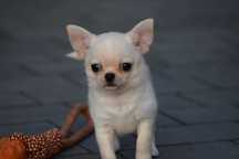 Super piesek krótkowłosy chihuahua