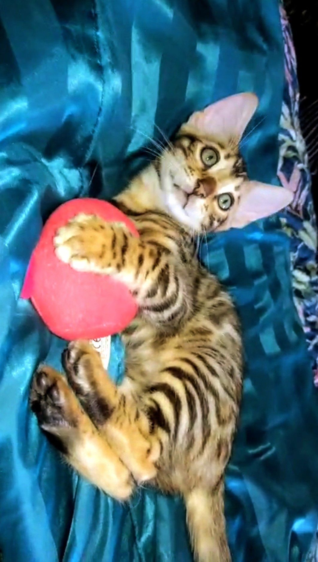 Gatinha Bengal 2 meses