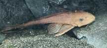 Glonojady 25 cm  albinos
