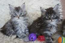 kocurek srebro- MAINE COON - GOTOWY - rodowód FPL -