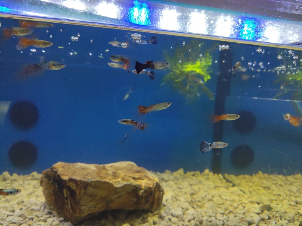 Guppys variados criação própria
