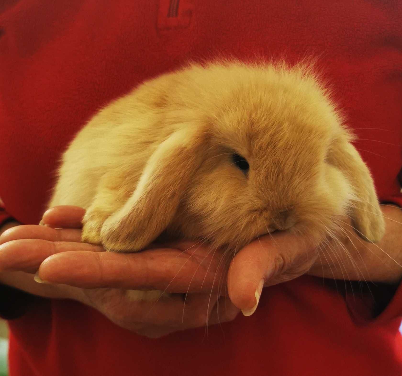 KIT Coelhos anões mini Lop(orelhudos) lindíssimos e muito dóceis