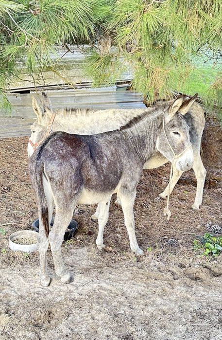 Burro Mirandês para doacao