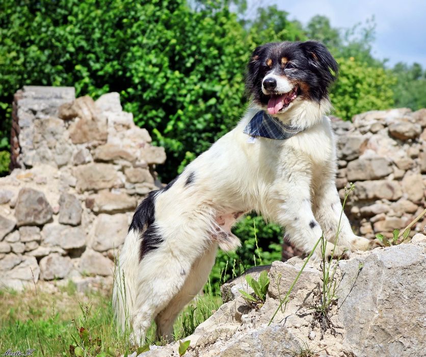 Odebrany interwencyjnie Fąfel szuka kochającego domu