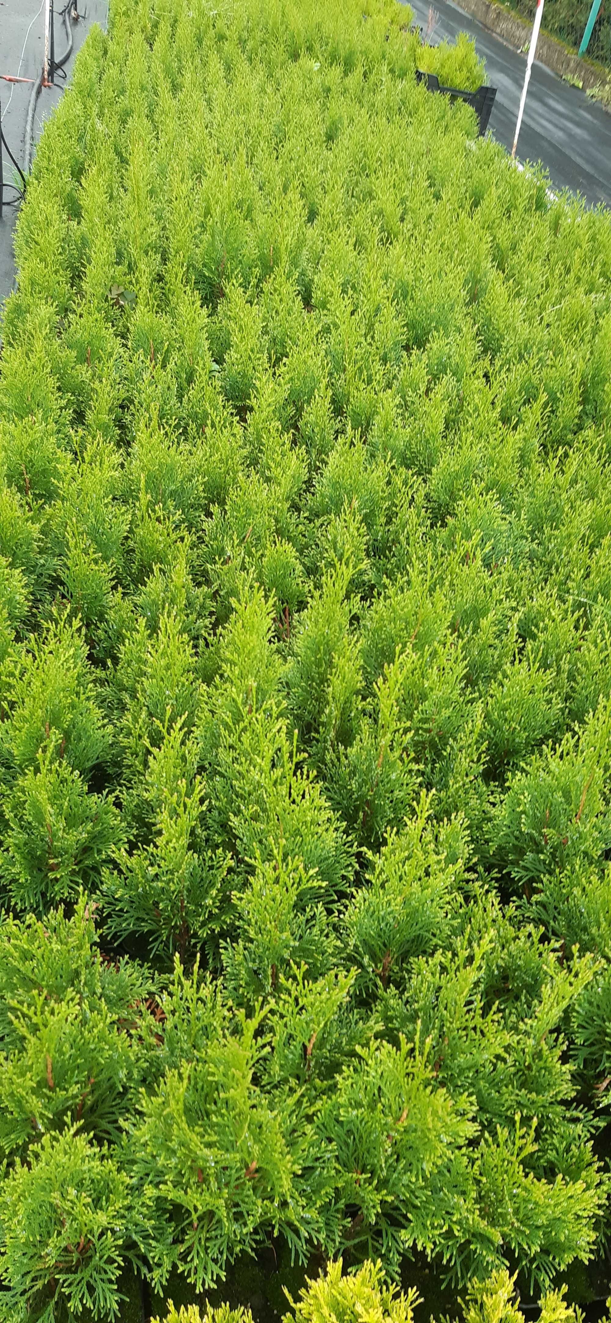 PROMOCJA Tuja szmaragd (thuja smaragd) w doniczce p9