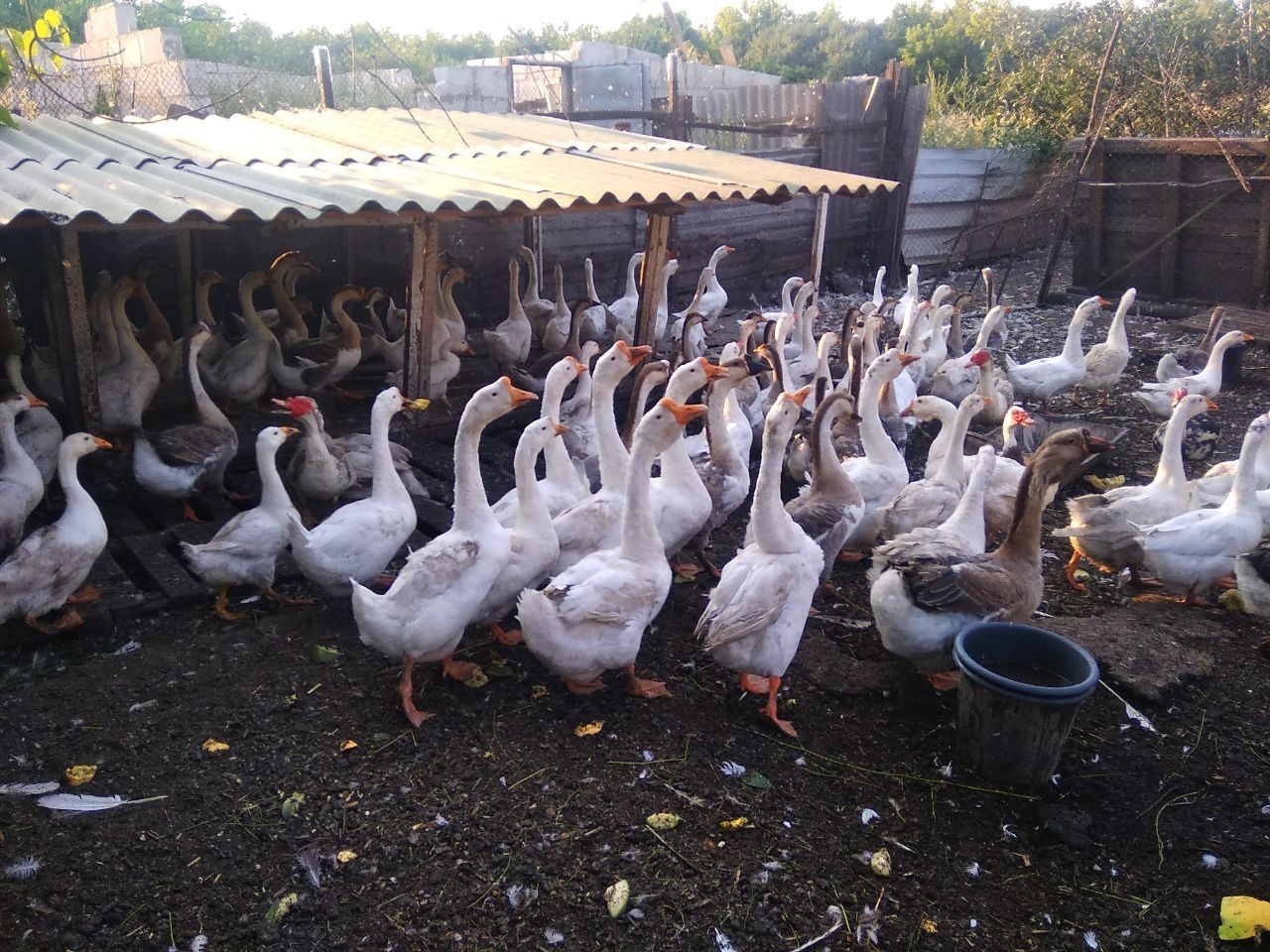 Продам гусей різного віку
