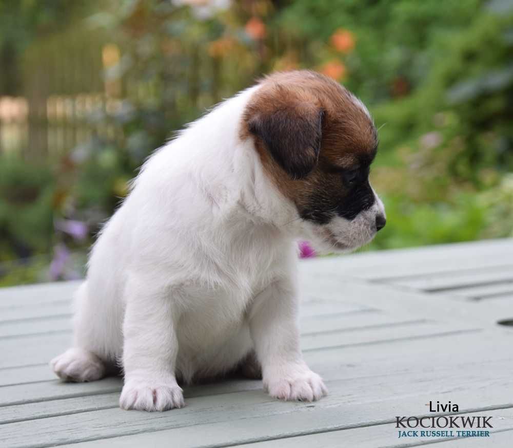 Jack Russell Terrier - suczka z rodowodem ZKwP