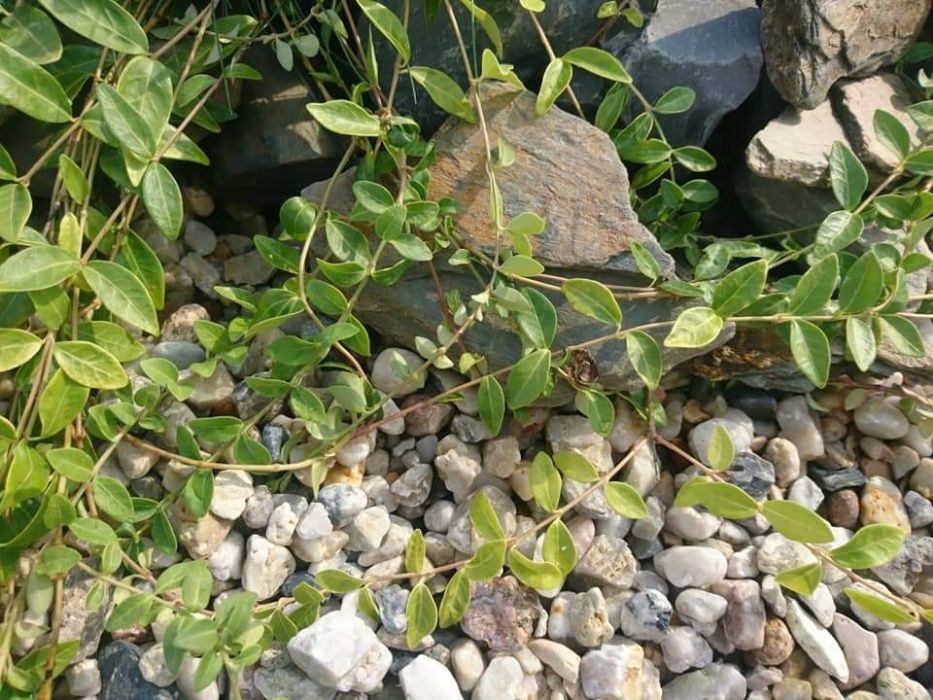 Żwir kremowy płukany miodowy bursztynowy do ogrodu do akwarium