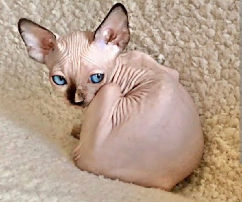 Котики з блакитними очима