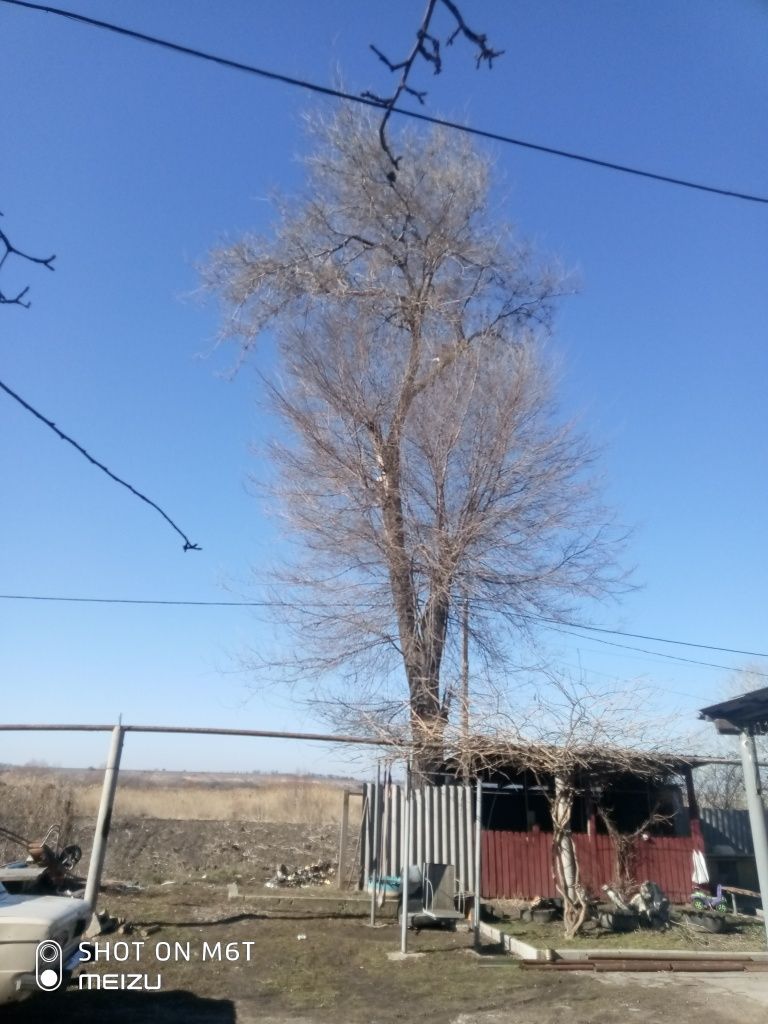 Дерево бересток под спил БЕСПЛАТНО