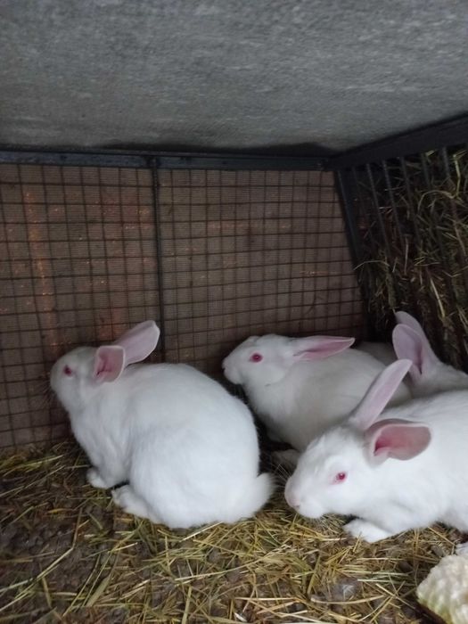 Продам кролі Полтавське срібло самки і самці