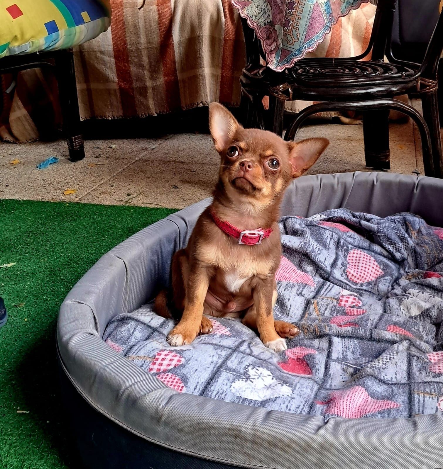 Mini Piesek Chihuahua