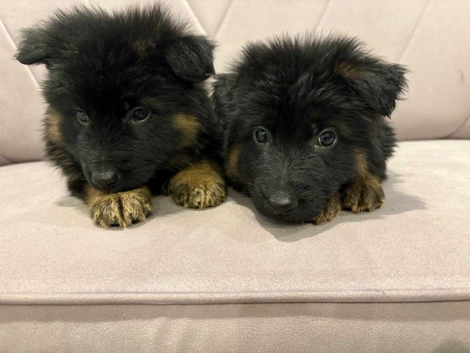 Owczarek Niemiecki szczeniak