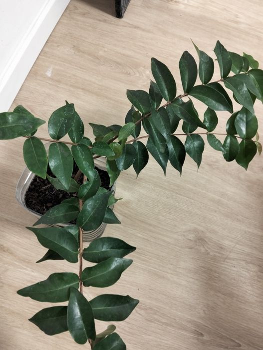 Pitangueira para venda