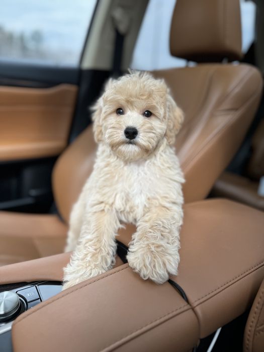 Мальтипу мальчик ф1 беби фейс