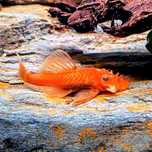 Glonojad czerwony (Ancistrus sp. red) MASSON