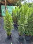 Tuja Szmaragd Gesta Szeroka 70 - 100 cm w doniczce 3l 100% przyjec