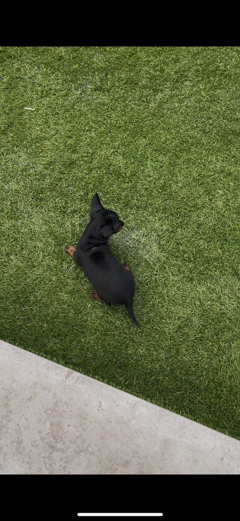 Pinscher  miniatura .. fêmea